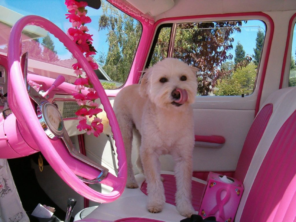 pink car dog breast cancer logo